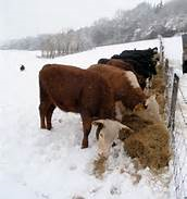 cow in the winter