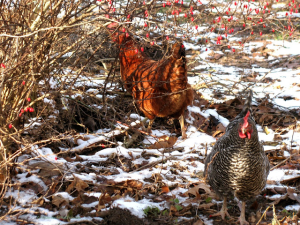 winter chickens