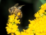 goldenrod with bee