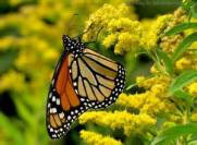 goldenrod with butterfly