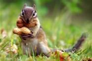 nutty squirrel